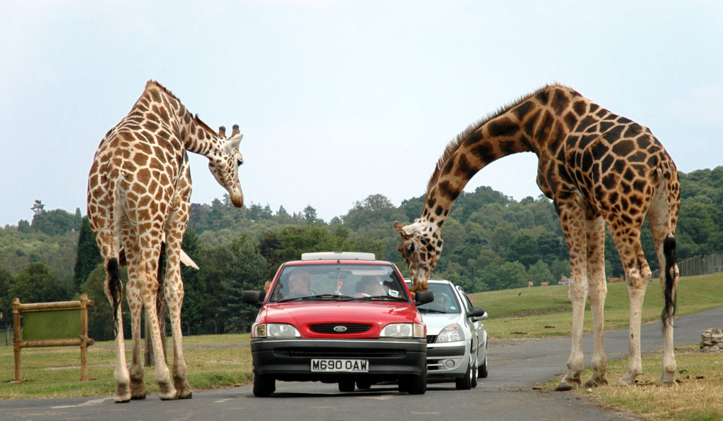 Safaripark Beekse Bergen